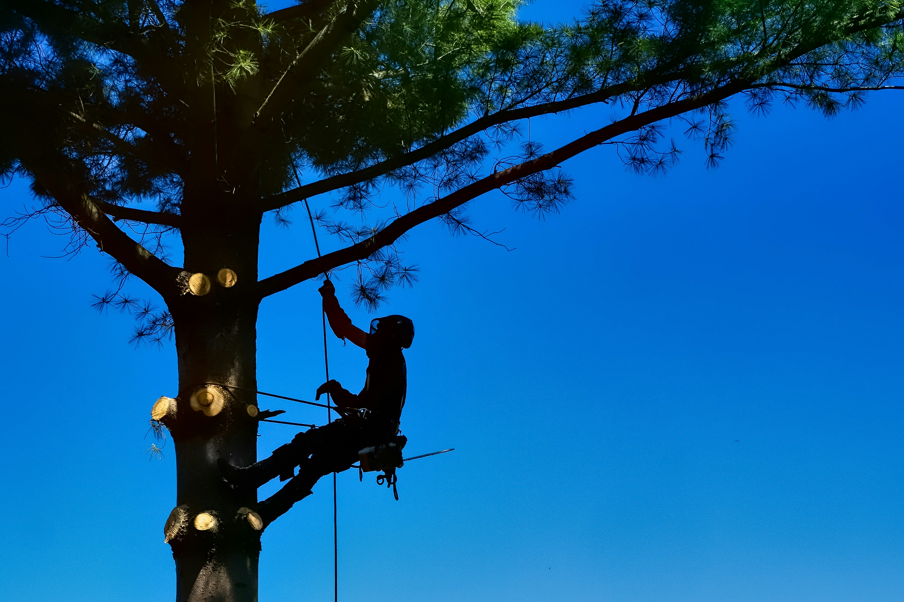 24/7 emergency tree service in Austin after storm damage