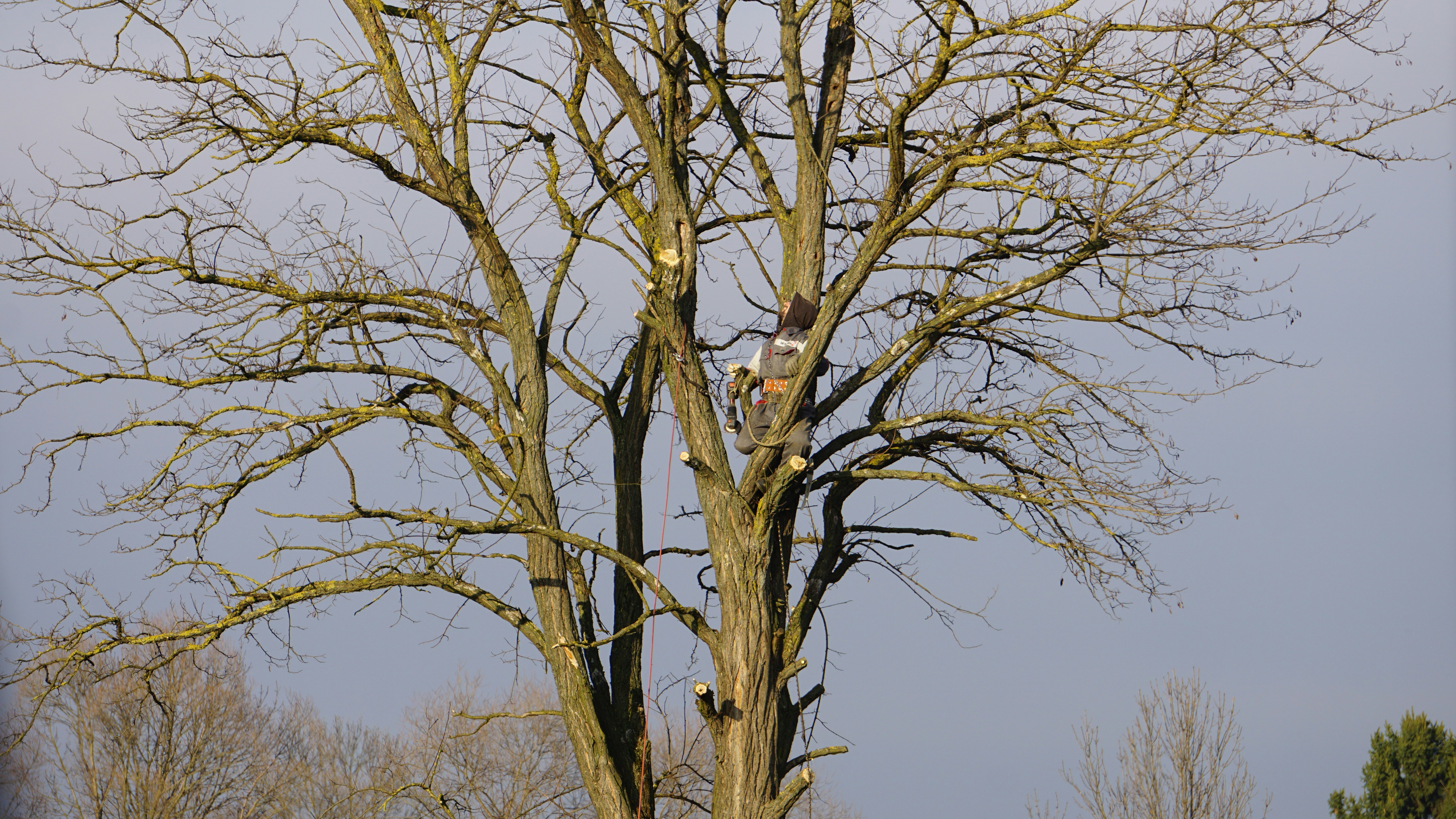 ISA-certified arborist trimming Austin live oak tree